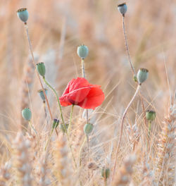 Close-up of red poppy flowers on field