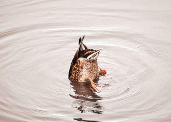 Duck swimming in lake