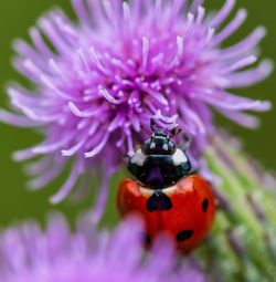 Close-up of insect on purple flower