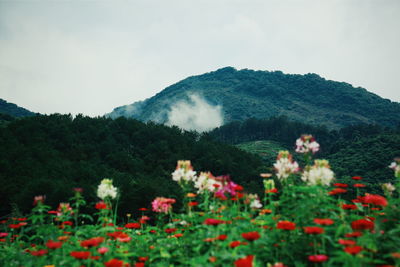 Red flowers against green mountains