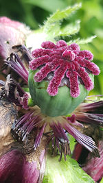 Close-up of purple flowers