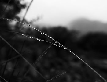 Close-up of wet spider web on rainy day