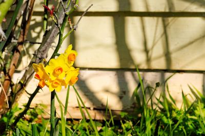 Close-up of yellow flowering plants