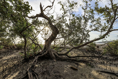 Low angle view of trees against sky