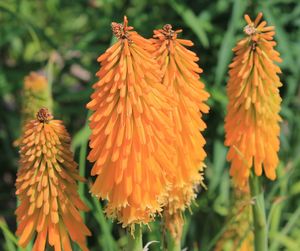 Close-up of orange flower