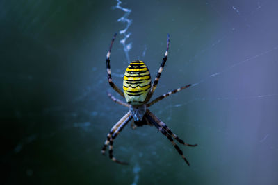 Macro shot of spider on web