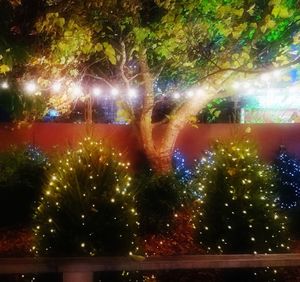 Illuminated trees against sky at night