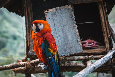 Parrot perching on wood