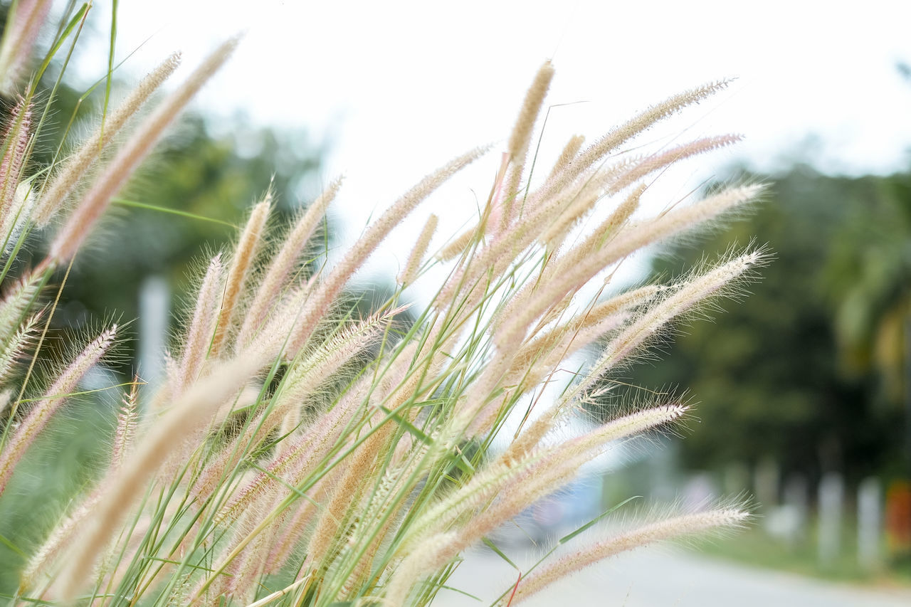 CLOSE-UP OF STALKS GROWING IN FIELD