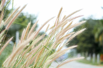 Close-up of stalks in field against sky