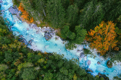 High angle view of trees and plants in forest