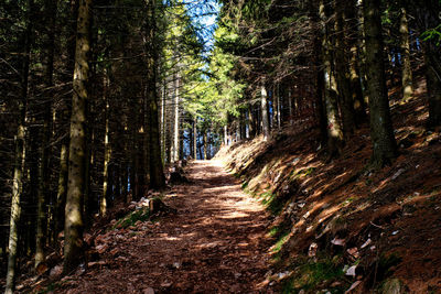 Trees in forest