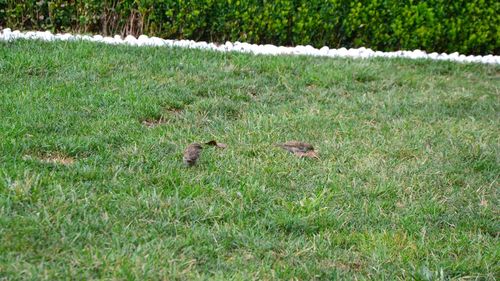 High angle view of bird on field