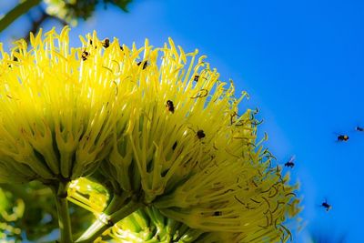 Close-up of insect on yellow flower against blue sky