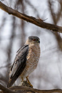 Close-up of bird perching on branch