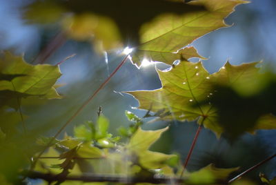 Low angle view of maple leaves on tree