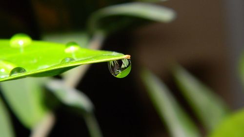 Close-up of damselfly on plant