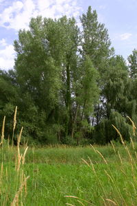 Scenic view of grassy field against cloudy sky