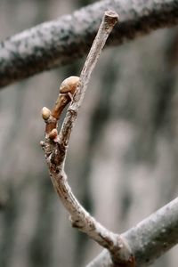 Close-up of mushroom on branch