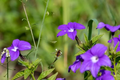 Close-up of bee pollinating on purple flowering plants