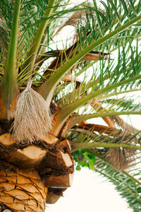 Low angle view of coconut palm tree