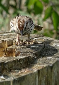 Close-up of bird on tree stump