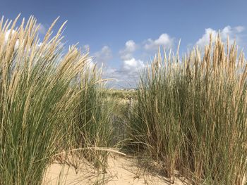 View of grass in the dunes