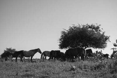 View of horses grazing on field against clear sky