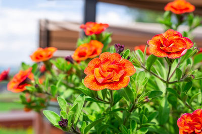 Close-up of orange flowering plant