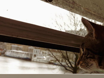 Close-up of cat by window
