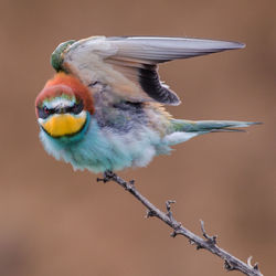 Close-up of bird perching outdoors