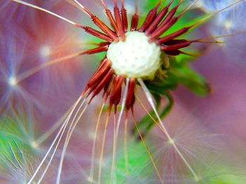 Close-up of flowers