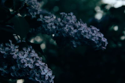 Close-up of hydrangea blooming outdoors