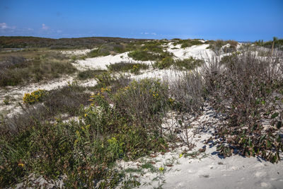 Plants growing on land against sky