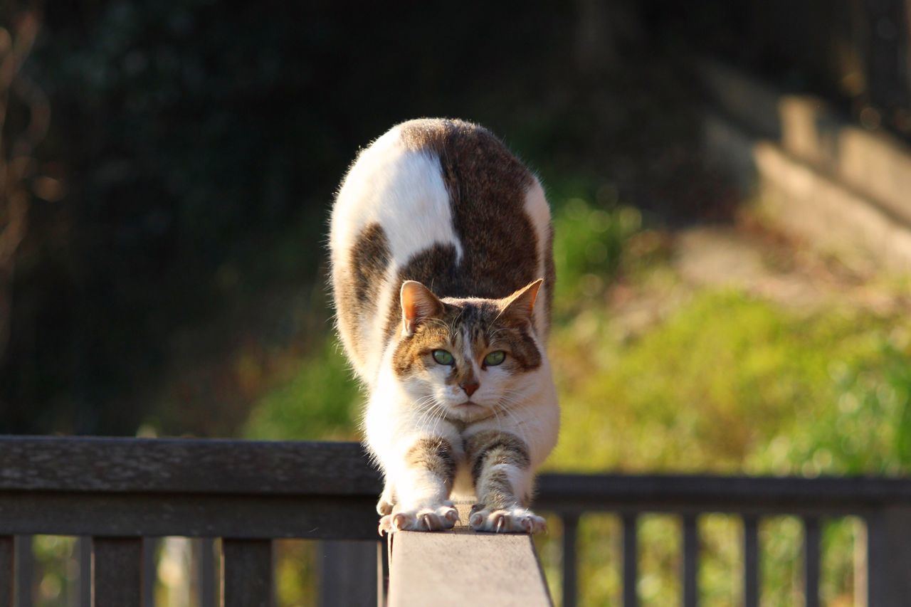 domestic cat, mammal, one animal, animal themes, feline, domestic animals, no people, pets, cat, portrait, outdoors, day, close-up, nature