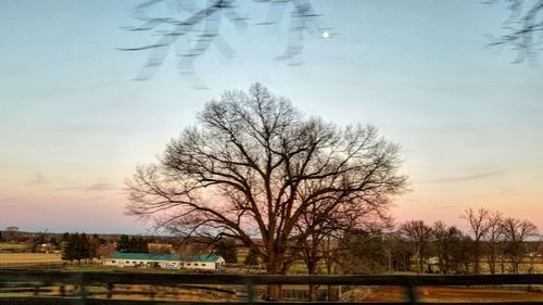 Bare trees on landscape against sky