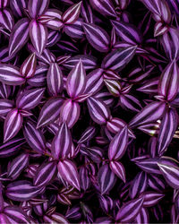 Full frame shot of purple flowering plants
