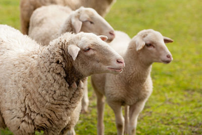 Sheep standing in a field