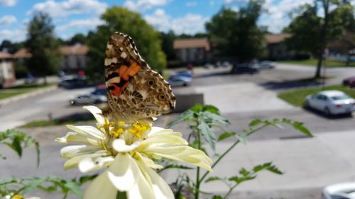 Close-up of butterfly on flower against sky