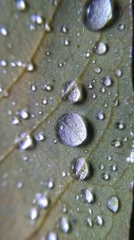 High angle view of raindrops on leaf