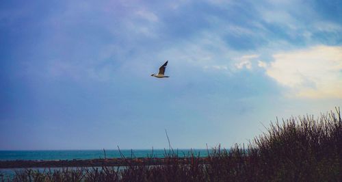 Bird flying over sea against sky