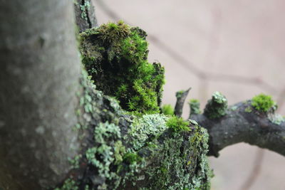 Close-up of moss growing on tree trunk