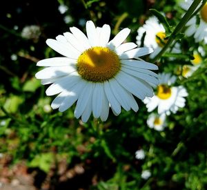 Close-up of white flowers blooming outdoors