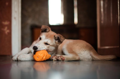 Close-up of a dog resting on floor at home