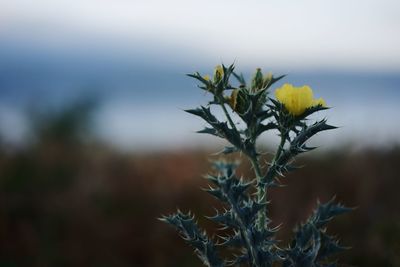 Close-up of flowering plant against blurred background