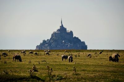 Mammals grazing in field against mont saint-michel