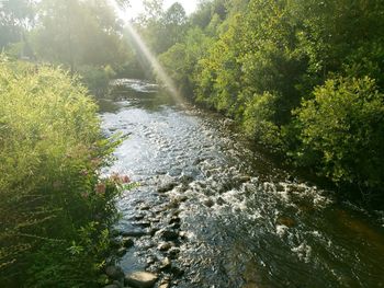 River flowing amidst trees in forest