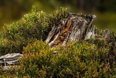 Close-up of plants against trees
