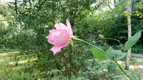 Close-up of fresh pink flower against trees