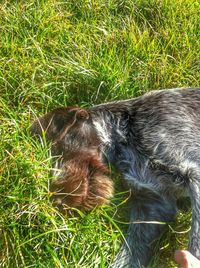 Dog resting on grassy field